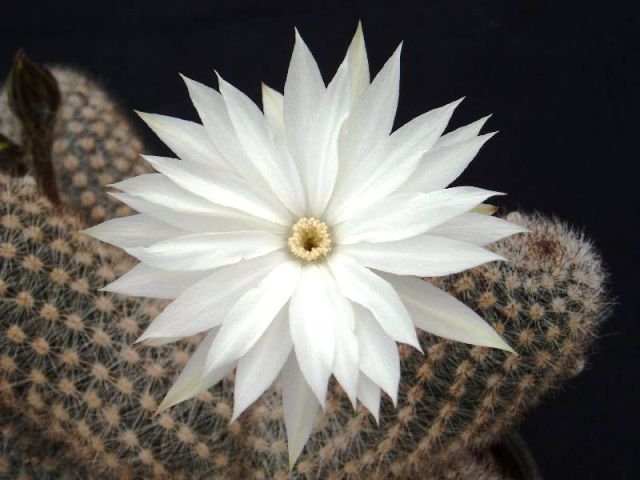 Pygmaeocereus_bylesianus_2